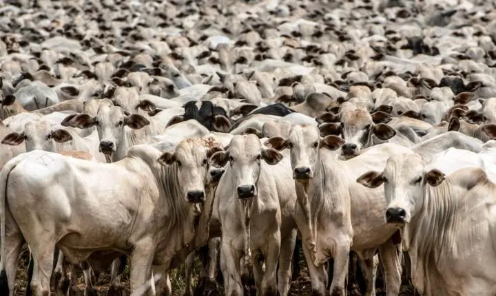 IBGE APONTA QUE BRASIL TEM MAIS DE 1 BOI E QUASE 8 GALINHAS POR HABITANTE