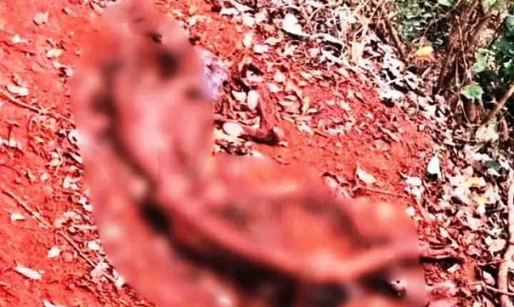OSSADA HUMANA É ENCONTRADA ÀS MARGENS DA BR-354 NO MUNICÍPIO DE RIO PARANAÍBA