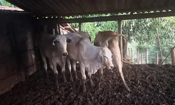 PM RECUPERA EM PRESIDENTE OLEGÁRIO GADO FURTADO EM FAZENDA DE PATOS DE MINAS